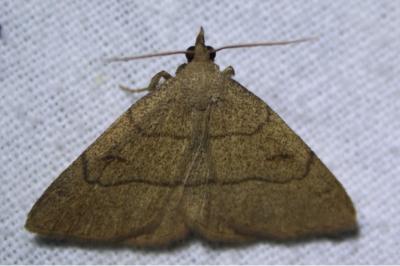<i>Paracolax tristalis</i>