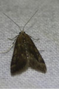 <i>Parapoynx stratiotata</i>