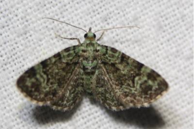 <i>Pasiphila rectangulata</i>