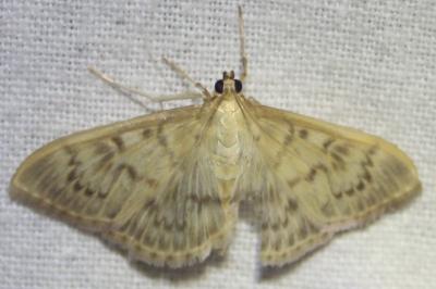<i>Patania ruralis</i>
