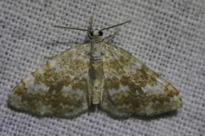 <i>Perizoma flavofasciata</i>