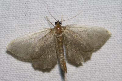 <i>Philereme vetulata</i>
