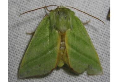 <i>Pseudoips prasinanus</i>
