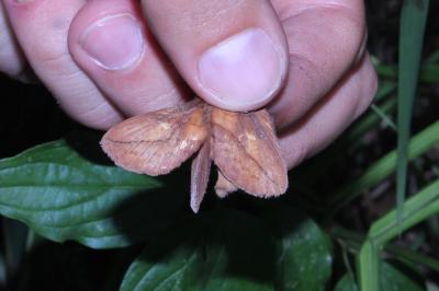 <i>Euthrix potatoria</i>