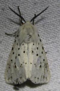 <i>Spilosoma lubricipeda</i>
