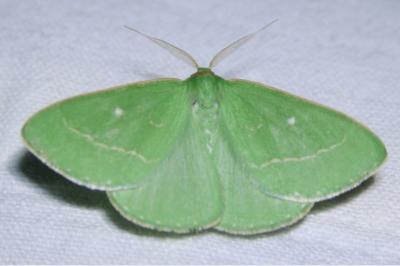 <i>Thetidia smaragdaria</i>