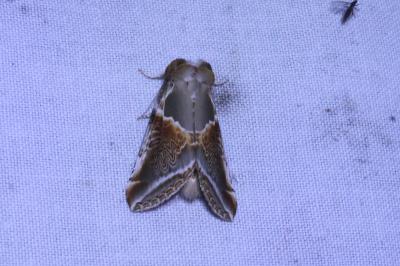 <i>Habrosyne pyritoides</i>