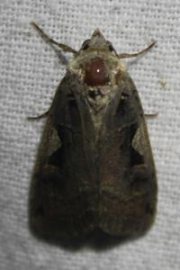 <i>Xestia c-nigrum</i>