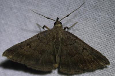 <i>Zanclognatha lunalis</i>