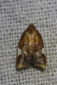 <i>Acleris holmiana</i>