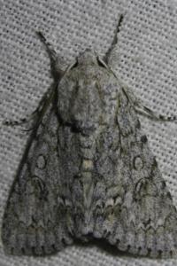 <i>Acronicta aceris</i>