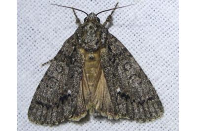 <i>Acronicta rumicis</i>