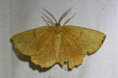 <i>Angerona prunaria</i>