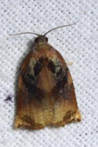 <i>Archips podana</i>