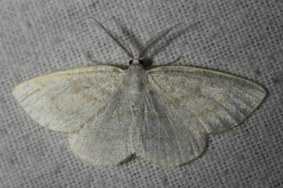 <i>Cabera exanthemata</i>