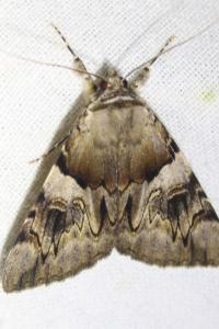 <i>Catocala fulminea</i>
