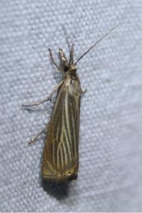 <i>Chrysoteuchia culmella</i>