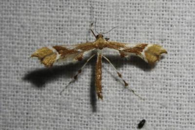 <i>Cnaemidophorus rhododactylus</i>