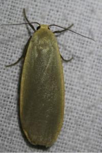 <i>Collita griseola</i>