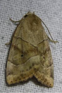 <i>Cosmia trapezina</i>
