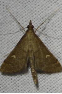 <i>Dolicharthria punctalis</i>
