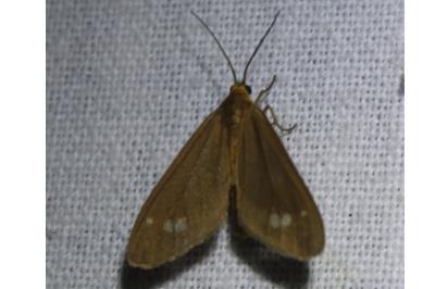 <i>Dysauxes ancilla</i>