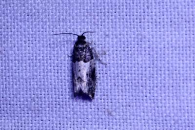 <i>Gypsonoma sociana</i>