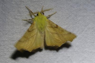 <i>Ennomos alniaria</i>