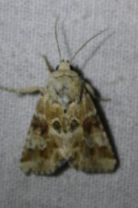 <i>Eremobia ochroleuca</i>