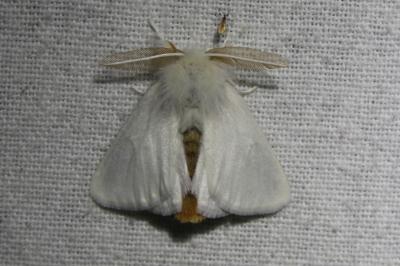<i>Euproctis chrysorrhoea</i>