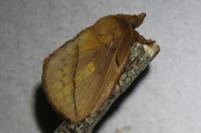 <i>Euthrix potatoria</i>