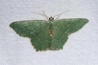 <i>Hemithea aestivaria</i>