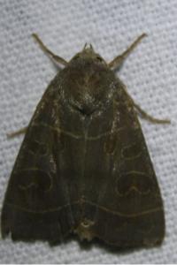 <i>Ipimorpha subtusa</i>