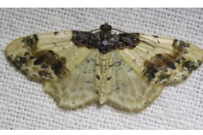 <i>Ligdia adustata</i>