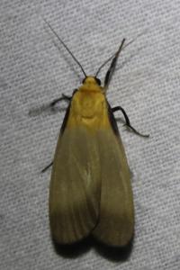 <i>Lithosia quadra</i>