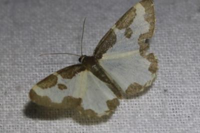 <i>Lomaspilis marginata</i>
