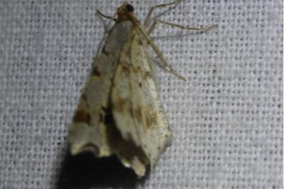 <i>Macaria alternata</i>