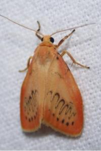 <i>Miltochrista miniata</i>