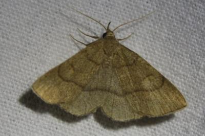 <i>Paracolax tristalis</i>