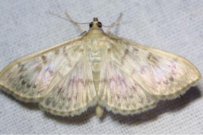 <i>Patania ruralis</i>