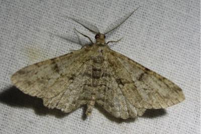 <i>Peribatodes rhomboidaria</i>