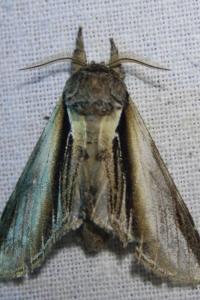 <i>Pheosia tremula</i>