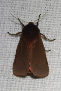 <i>Phragmatobia fuliginosa</i>