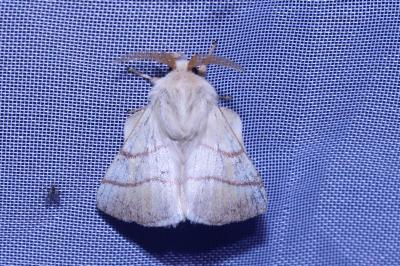 <i>Malacosoma neustria</i>