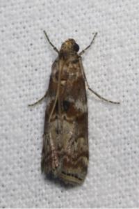 <i>Phycita roborella</i>