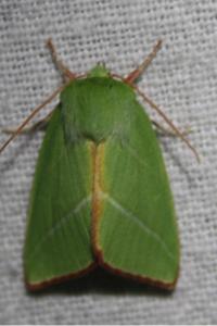 <i>Pseudoips prasinanus</i>