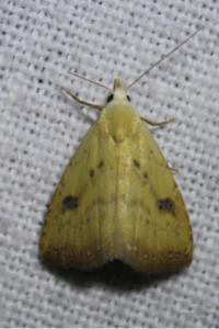 <i>Rivula sericealis</i>