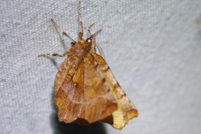 <i>Selenia dentaria</i>