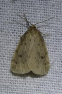 <i>Thumatha senex</i>