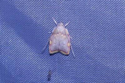 <i>Carcina quercana</i>